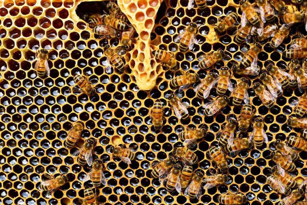 Honey be Good – The All New HE Apiculture Ranking